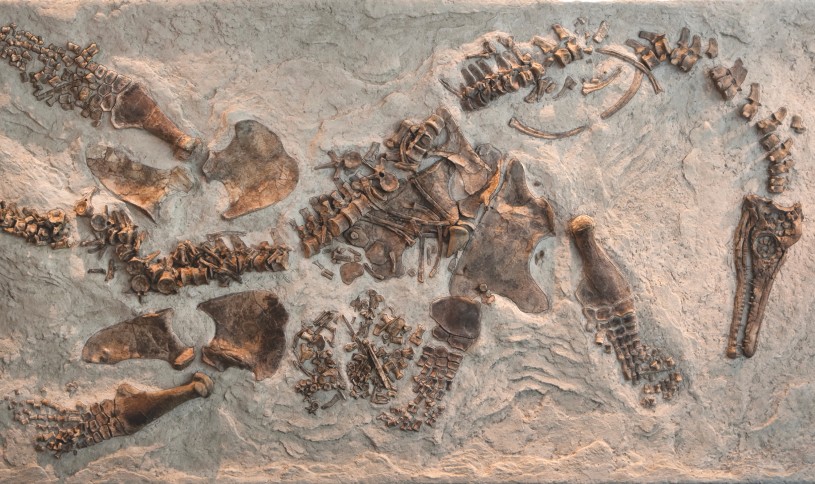 pregnant plesiosaur in dinosaur hall