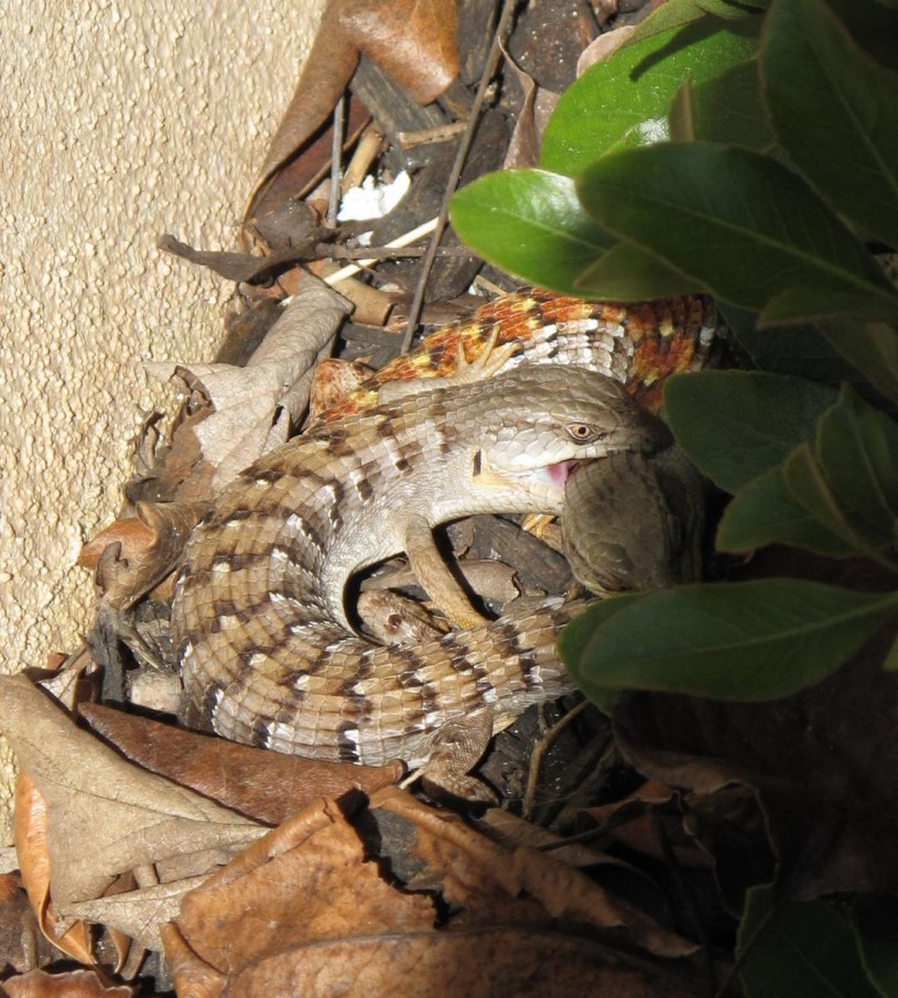 pair of alligator lizards in San Marcos, CA