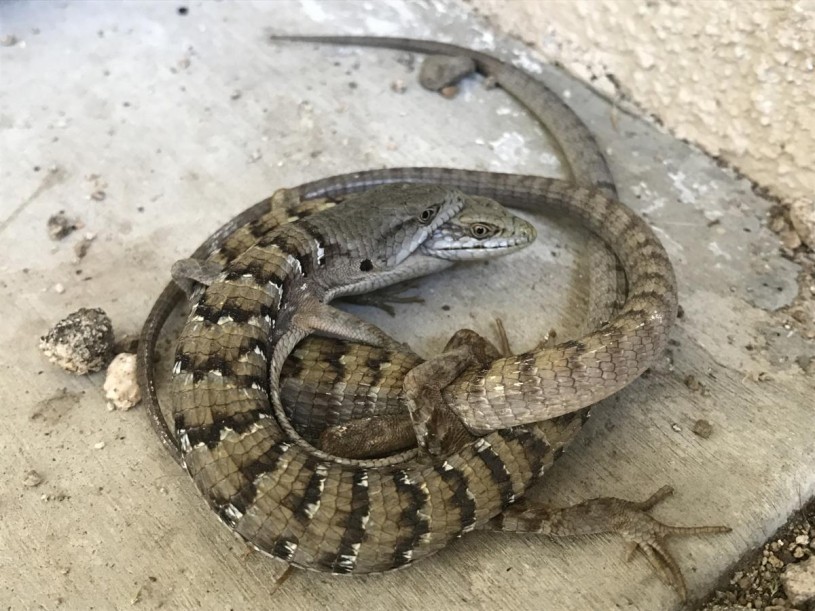 Pair of alligator lizards in La Crescenta 