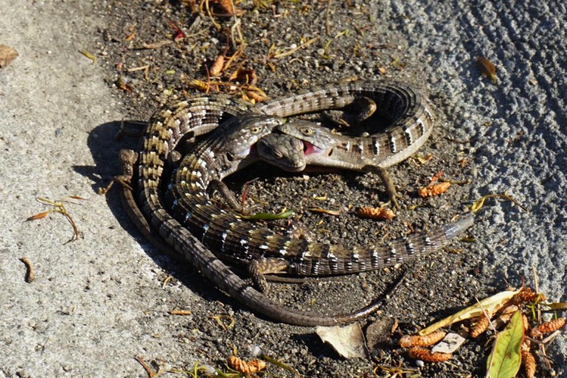 Two male alligator lizards biting a female southern alligator lizard