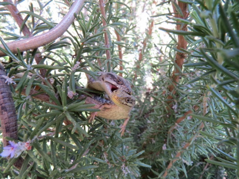 Two alligator lizards about 3 feet off the ground in a rosemary bush