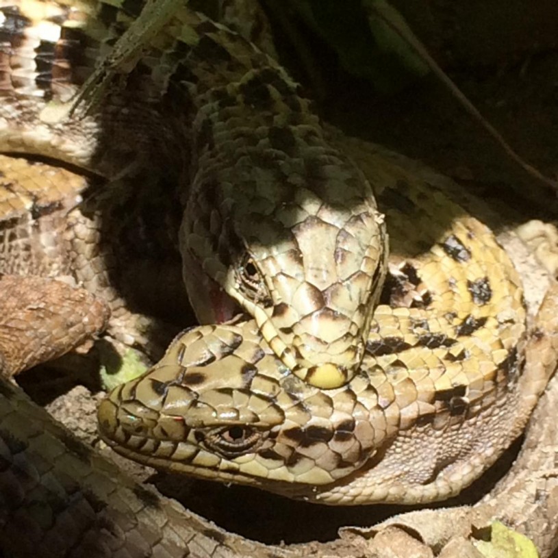 A male biting the head of a female. 