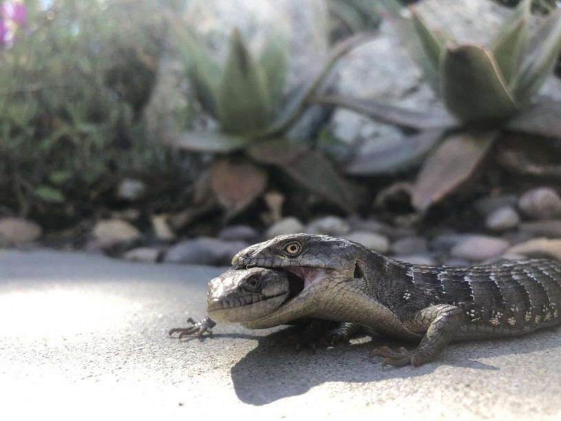 male alligator lizard biting the neck region of the female