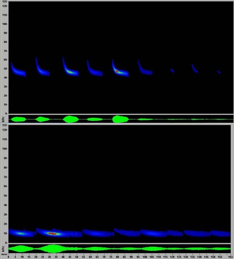 Sonograms of bats detected by Miguel Ordeñana at the L.A. Zoo