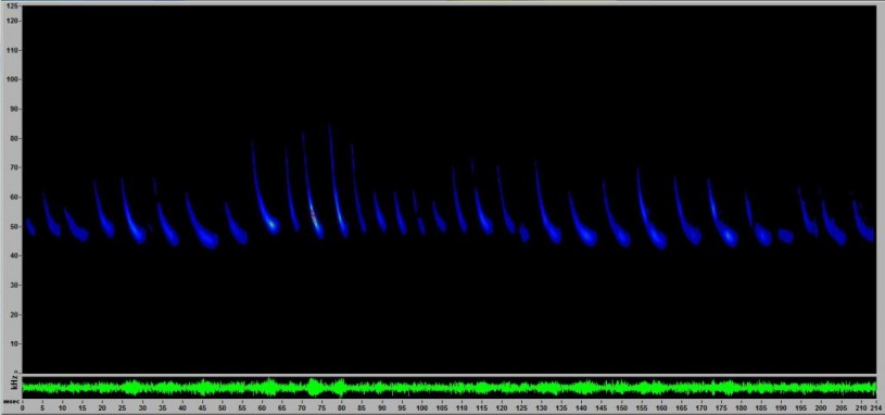 A Western red bat's echolocation visualization detected in the Nature Gardens at the Natural History Museum