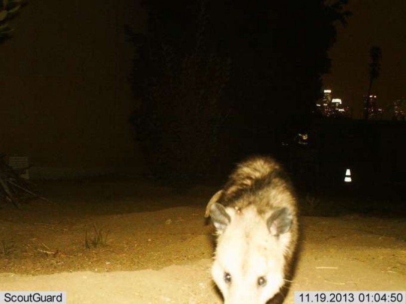 Virginia Opossum detected by a camera trap at Leo Politi elementary school.