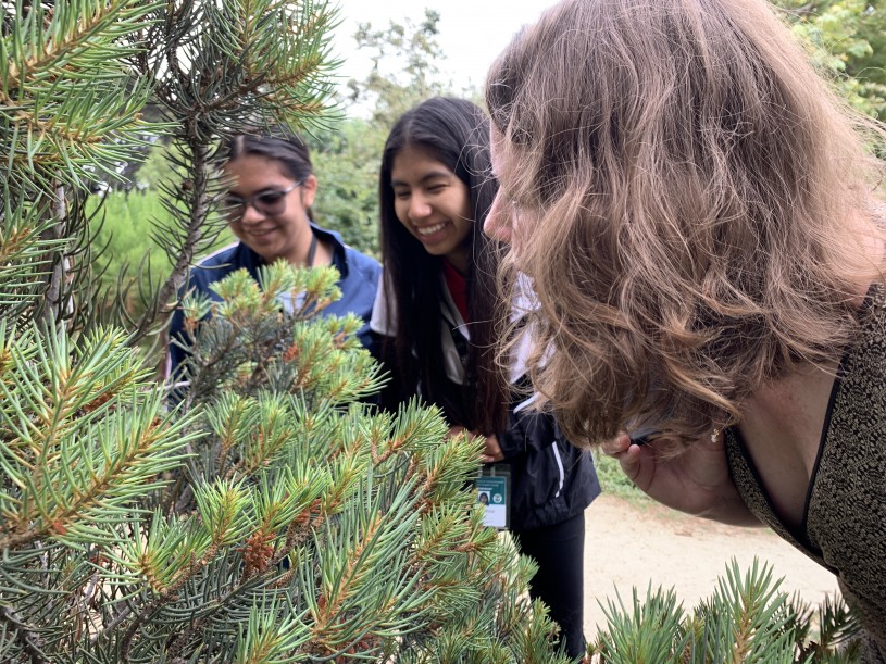 Maya, Melissa, and Amy look at insects on a bush 