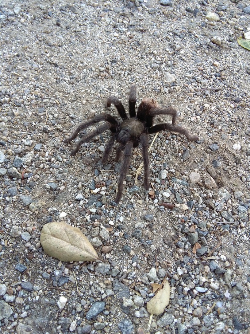 Tarantula on the trail