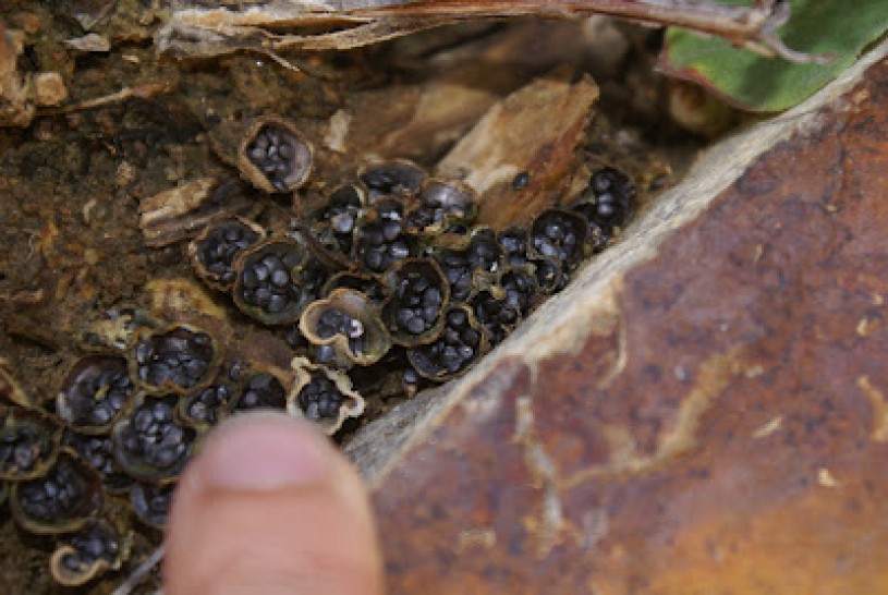 Bird's Nest Fungi with finger for scale