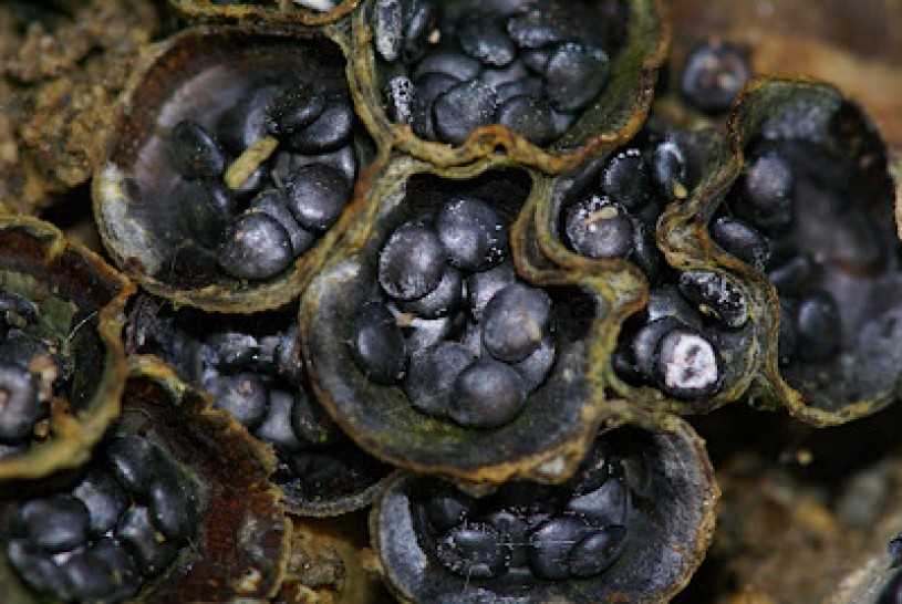 Bird's Nest Fungi Periodoles