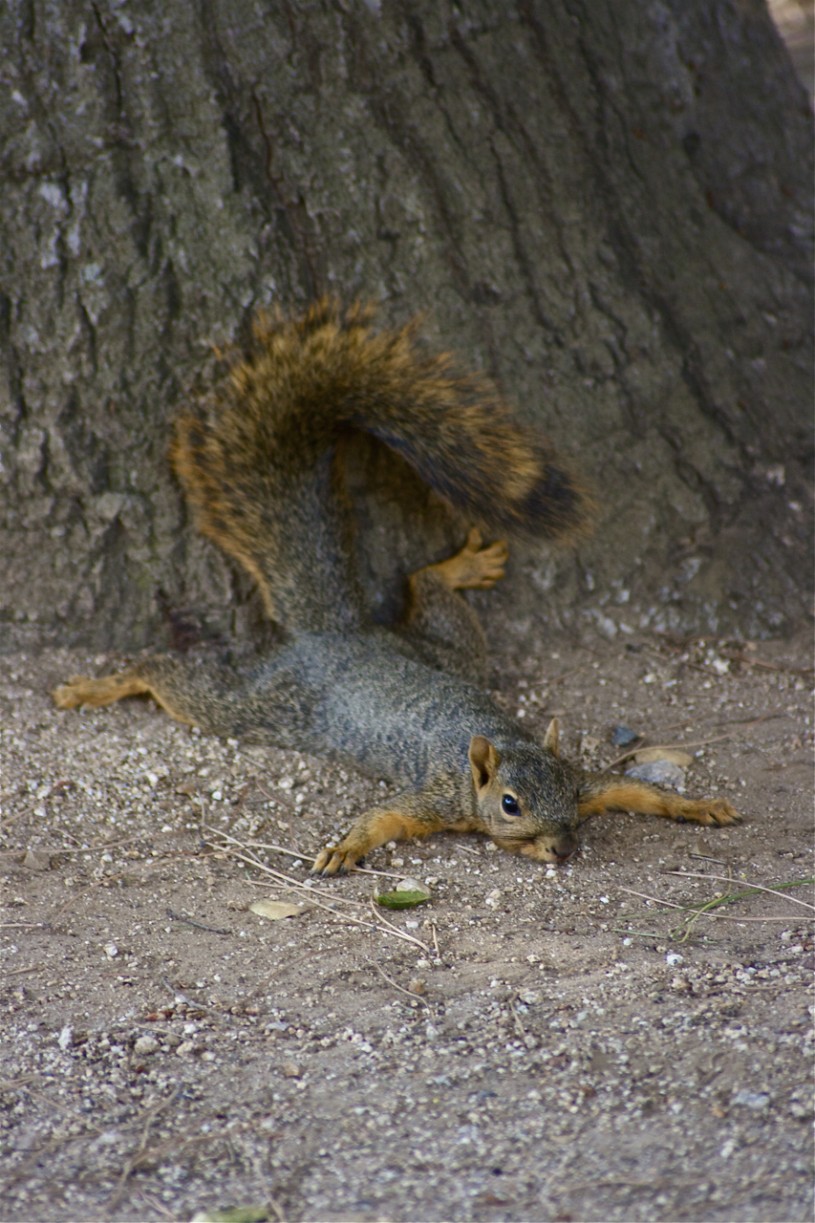 Fox squirrel, laying on ground by a tree.