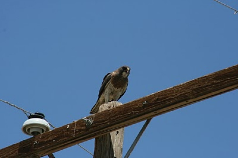 Sora, bird, birding, alive, telephone