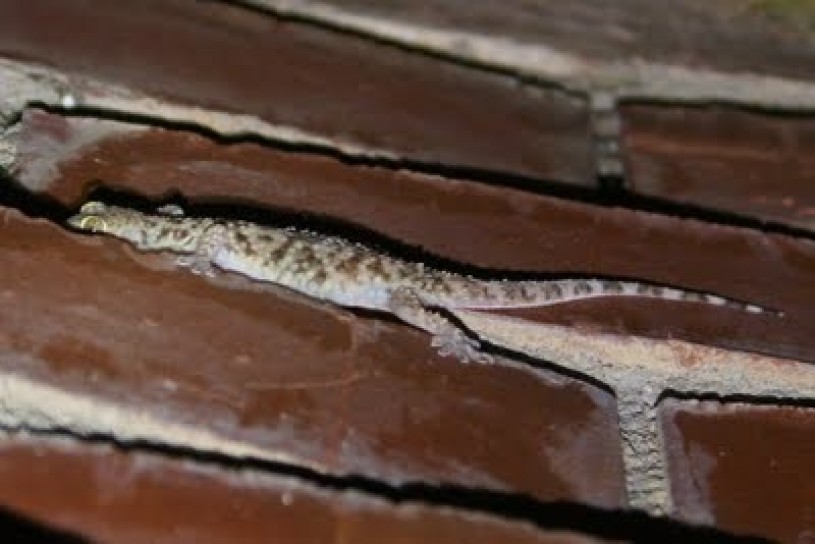 camouflage, gecko, lizard, brick