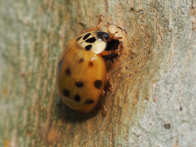 Halloween, orange, harmonia, bug