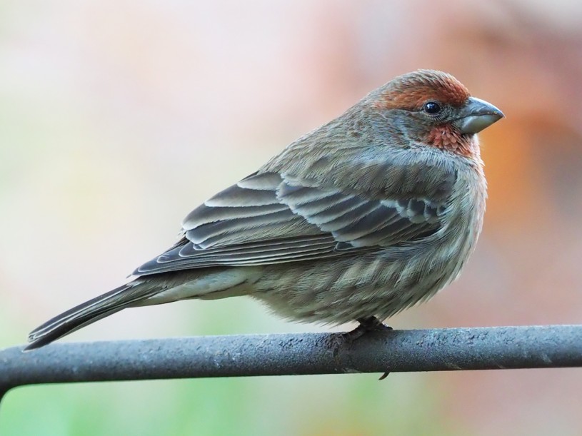 bird, birding, ornithology, finches