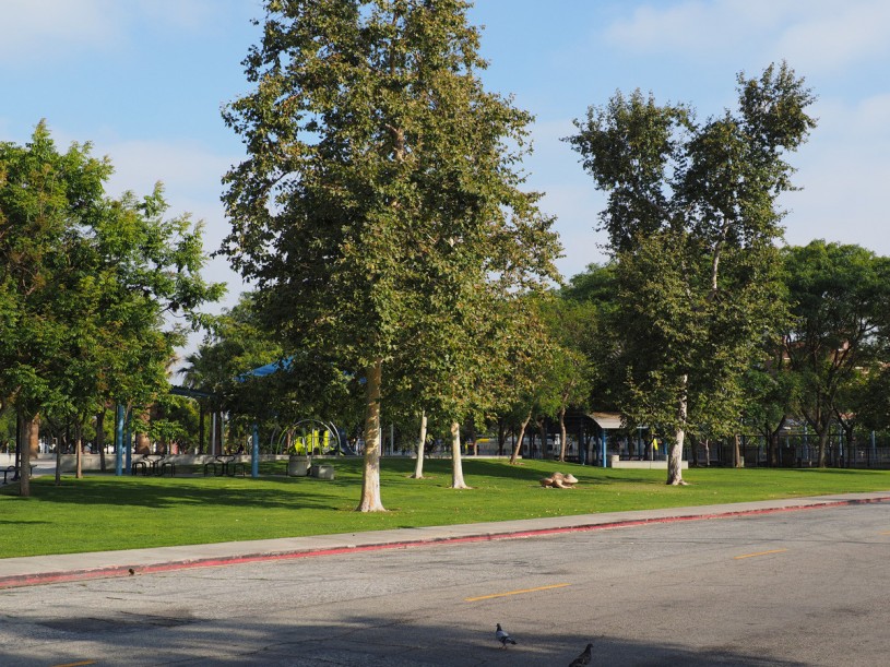 Park, urban, trees, UPark