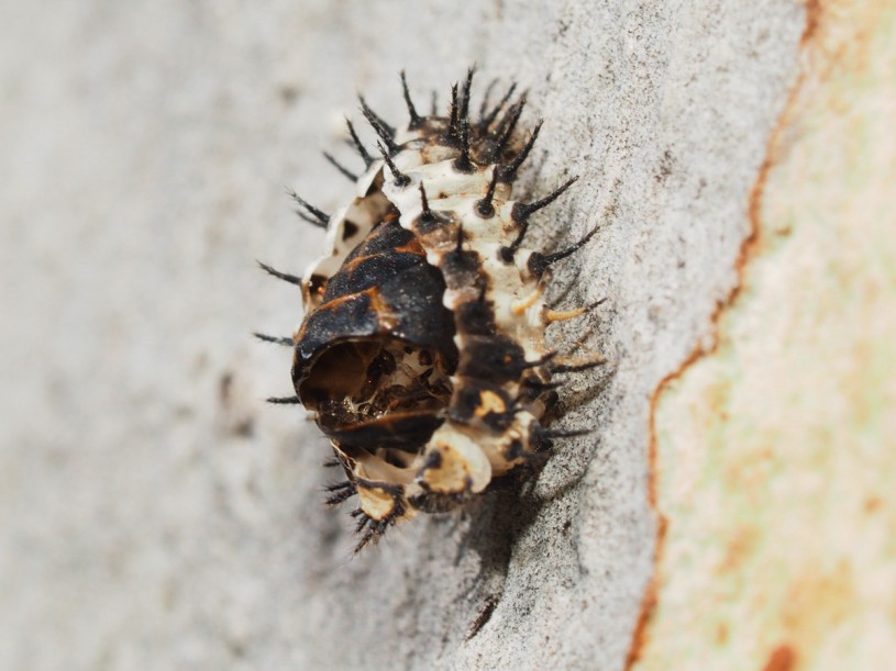 Ladybug, pupa, spiky, skin