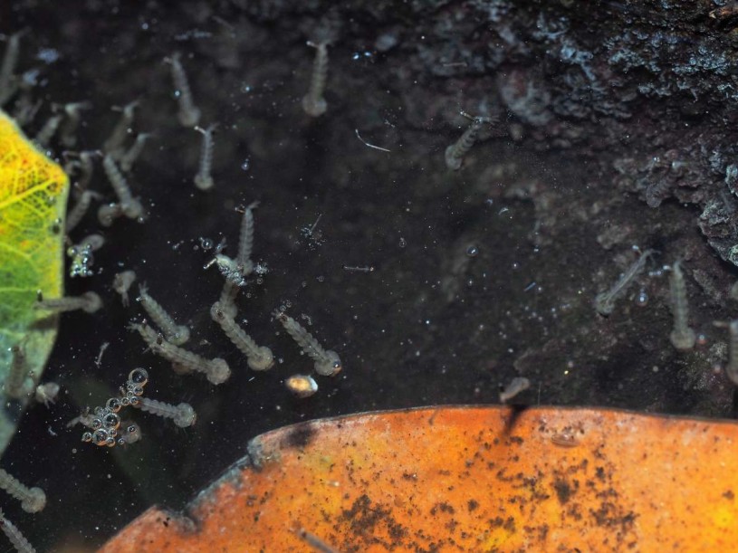 swimmers, mud, immature, skeeters