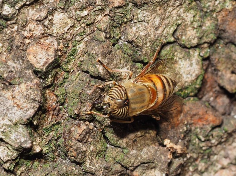 Stripes, bark, fly, NHMLA