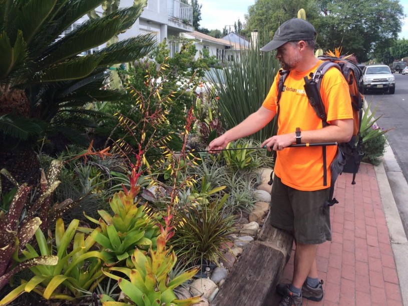 catching, discovery, anole, lizard, community