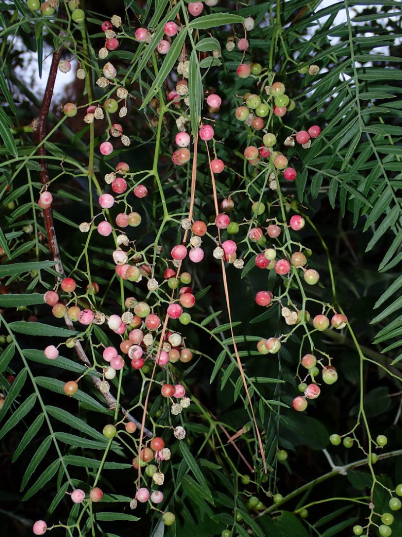 pepper, native, LA, street tree