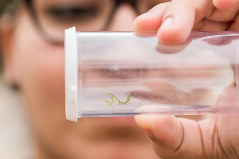 kid at bug fair catches mantid