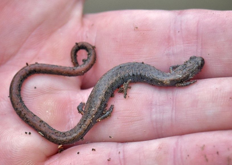 Salamander in hand