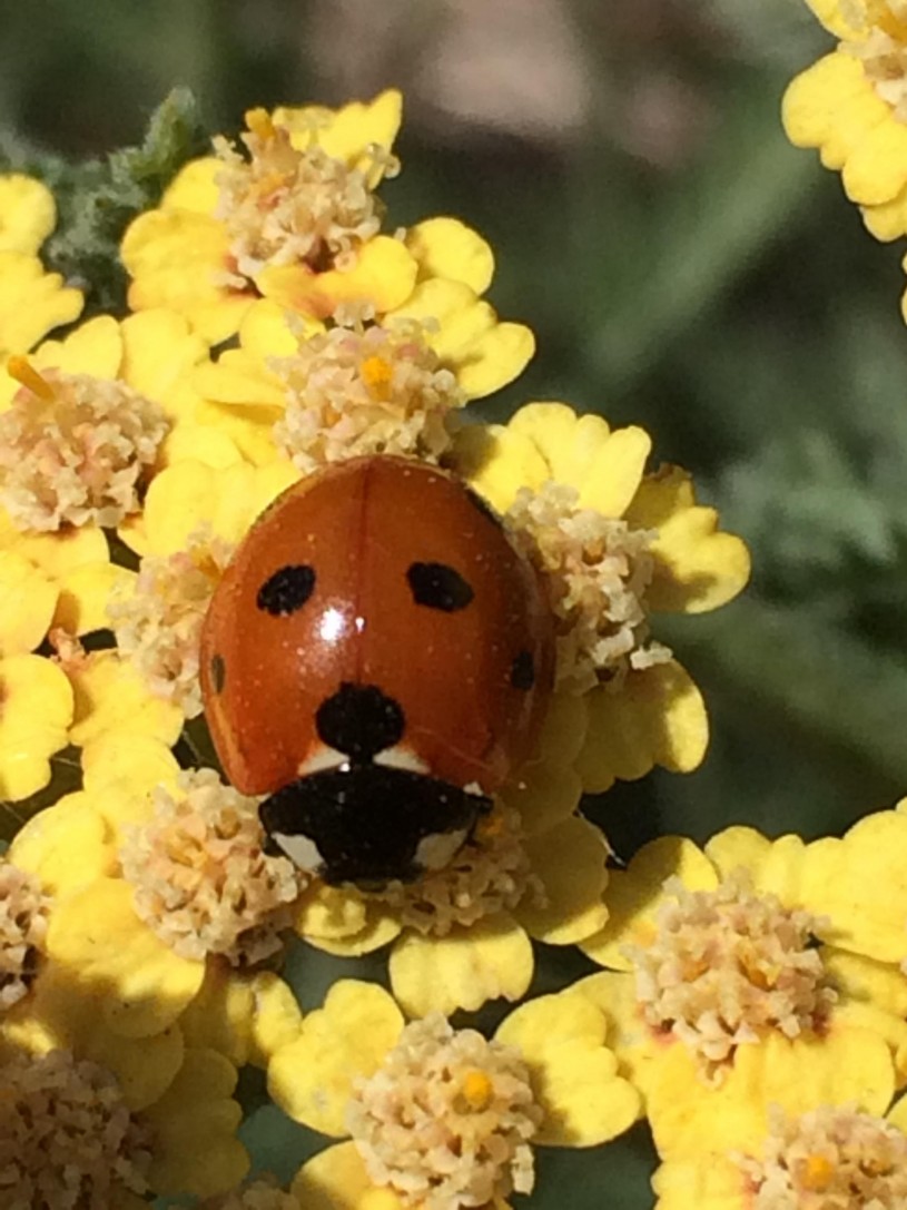 seven spotted ladybug