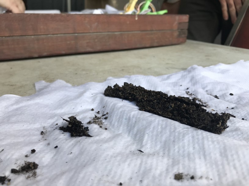 pile of microfossils at the tar pits