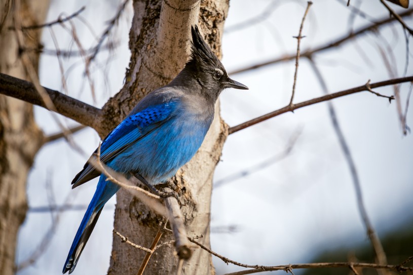 A Steller’s jay rocks his jaunty mohawk.