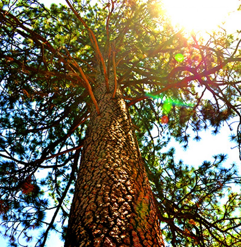 Tall ponderosa, Jeffrey, and Coulter pines at Charlton Flats 