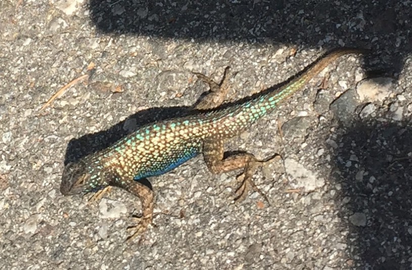 Crookshanks the western fence lizard more fab