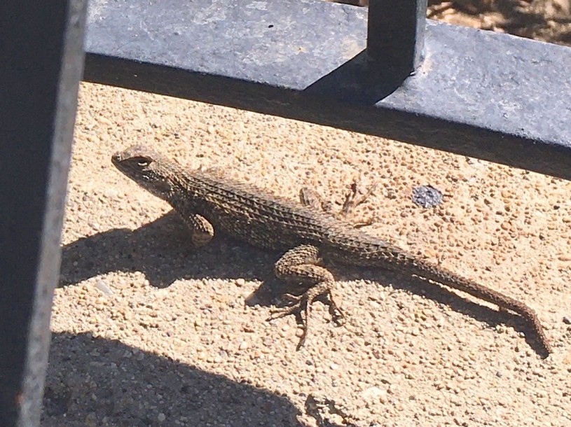 Crookshanks the western fence lizard less fab