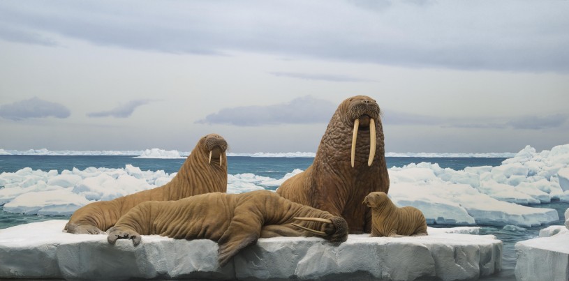 Walrus Family from NHM diorama hall