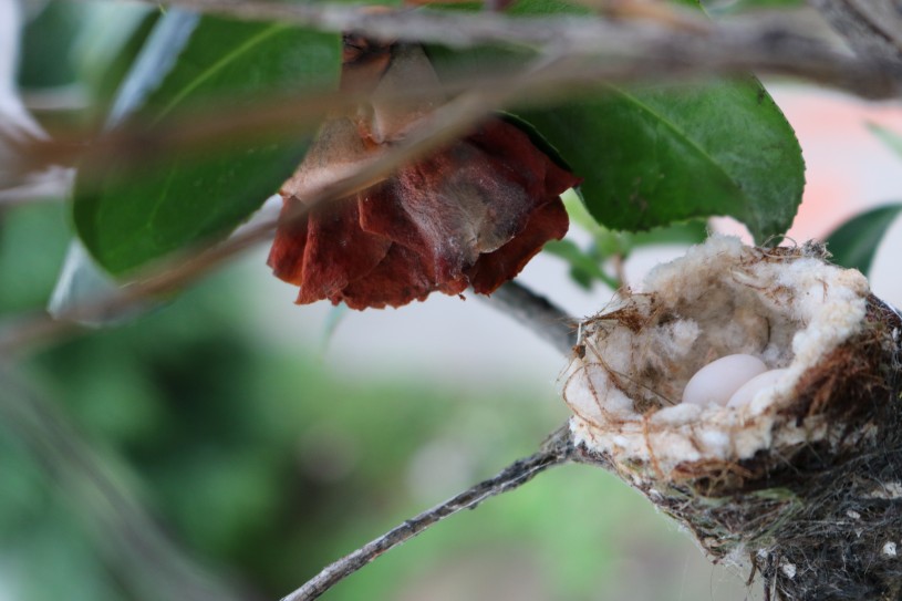 Humming Bird Nest