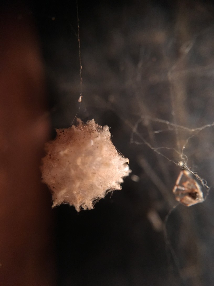 Brown Widow Spider Egg case