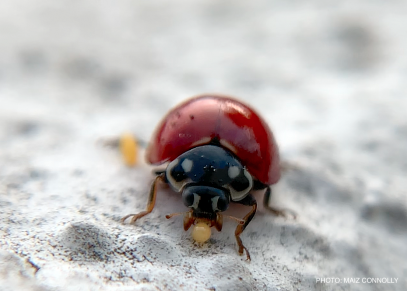 Ladybug Eggs