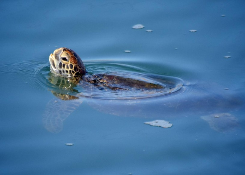 Green Sea Turtle