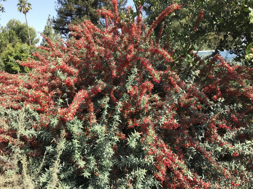 endangered plants in the Nature Gardens