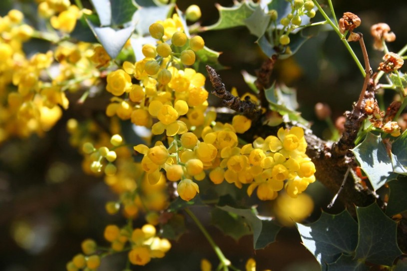 the Nevin the nevin barberry puts on a fabulous display of fragrant yellow flowers in early spring.