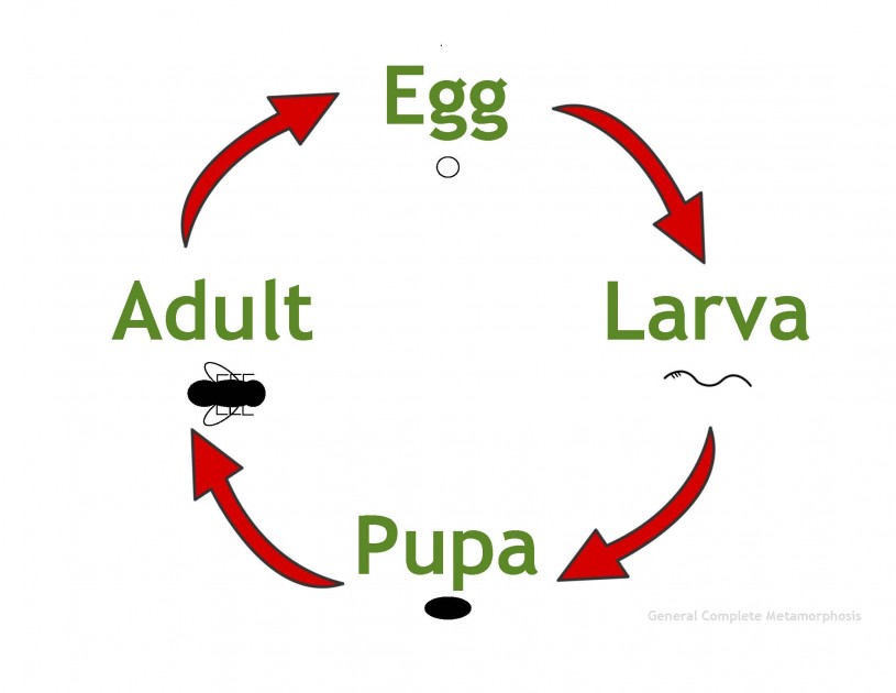 Life cycle of a ladybug