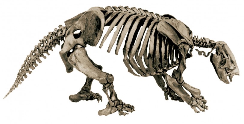 Harlans Ground Sloth