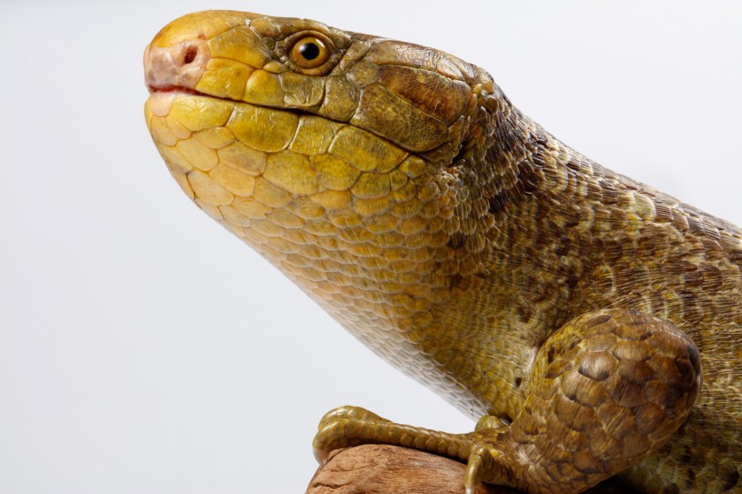 Tallulah the Solomon Island Skink Looking Up