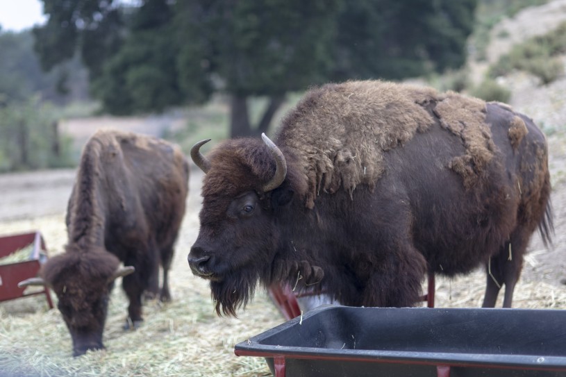 Bison at Hart 