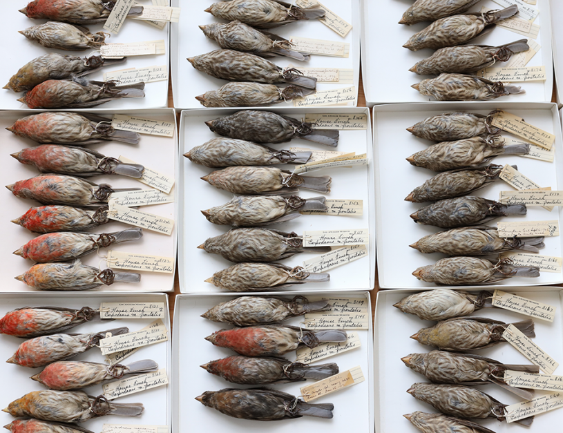 House Finch Collection Drawer