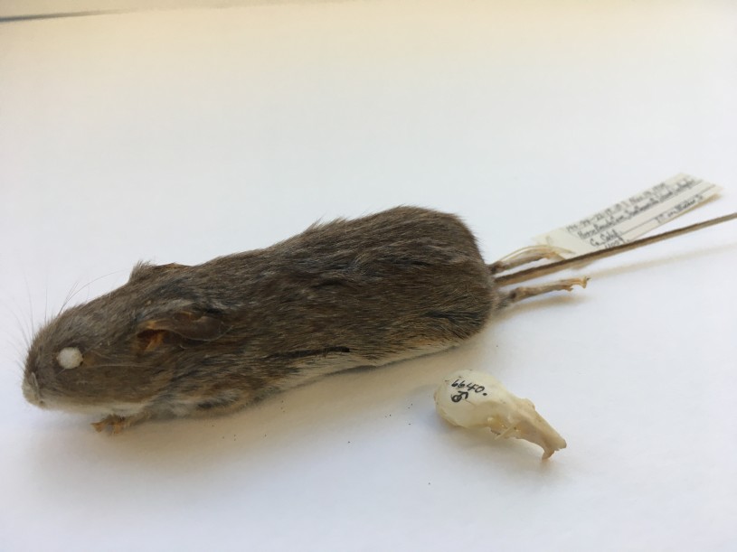 deer mice specimen