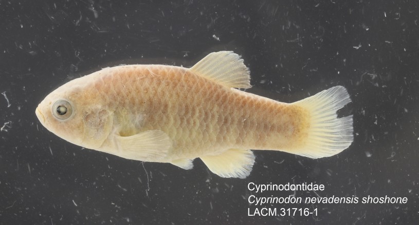 Cyprinodon nevadensis shoshone collection specimen