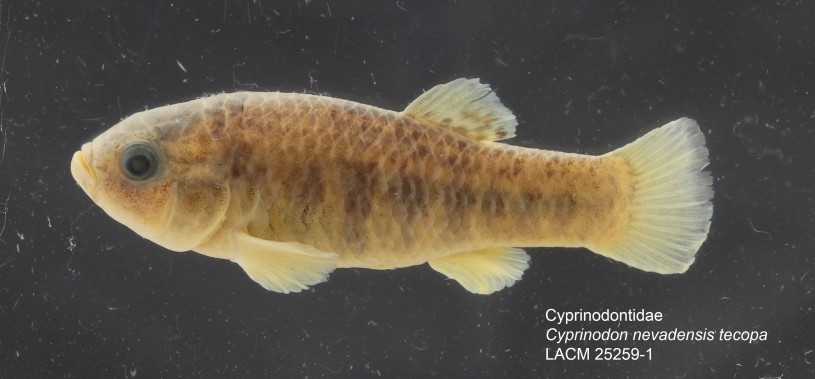 Tecopa pupfish