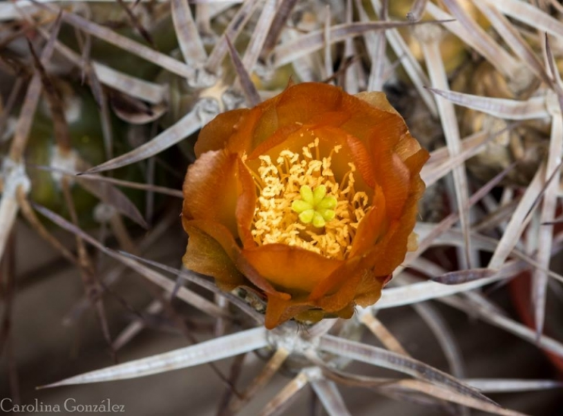 mapuche flower example