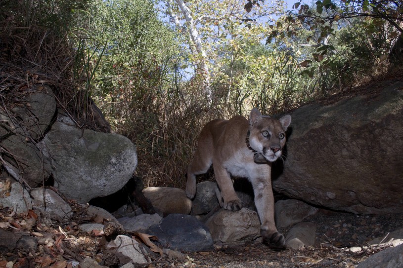 The Puma called P-22. Image credit: Miguel Ordeñana